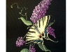 swallowtail